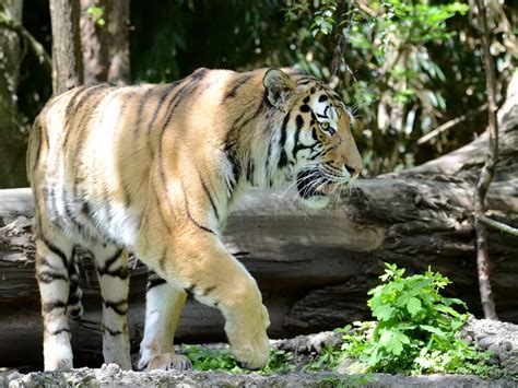 Ein Sibirischer Tiger Im Zoo Duisburg Juni 2013 Tier Fotoseu