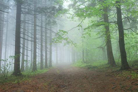 Foggy Forest Path Stock Image Image Of Grass Evening 29342325