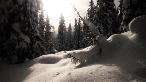 無料画像 自然 森林 雪 白 太陽光 朝 氷 天気 闇 モノクロ シーズン 山々 冬の魔法 冬の林 凍結