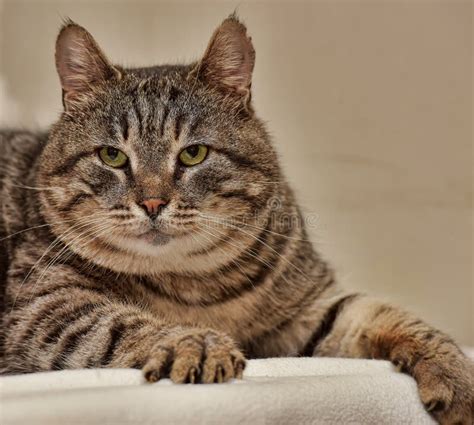 Fat Tabby Cat Stock Image Image Of Eyes Gaze Bright 60961417
