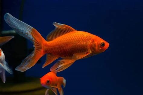 Comet Goldfish Size Lifespan Care Guide And More Fishkeeping World