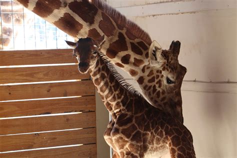 April The Giraffe An Internet Star Gives Birth Finally