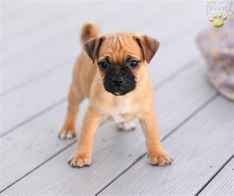 Jug jack russell pug mix picture compilation cute. PUG/JACK RUSSELL MIX | DOGS | Pinterest | Tes, Pug mix and Jack o'connell