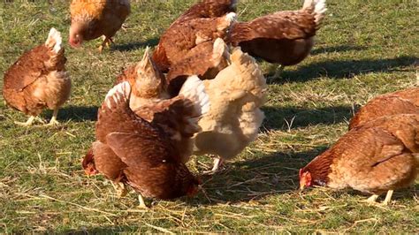 Cdc Says Salmonella Outbreak Linked To Backyard Chickens Ducks