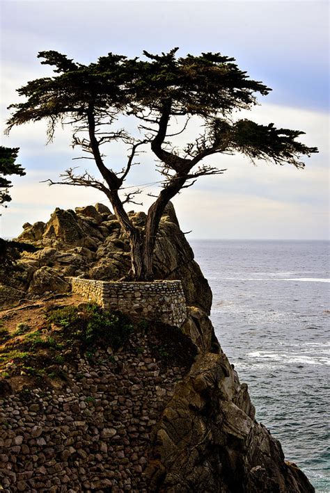 Pebble Beach Lone Cypress Tree Photograph By Daniel Hagerman