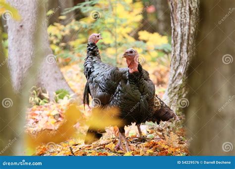 Wild Turkeys Fall Picture Stock Photo Image Of Rolphton 54229576