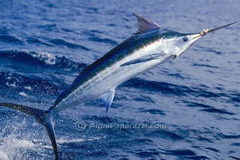 Blue Marlin Facts Atlantic Blue Marlin Diet Behavior Habitat