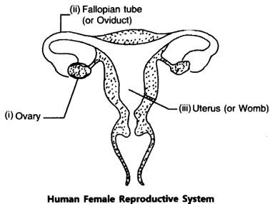 (b) which part releases the egg? Draw a diagram of a human female reproductive system and label the part (i) that produces egg ...