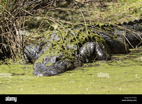 A Giant 12 Foot Long American Alligator Rest Camouflaged In Duckweed