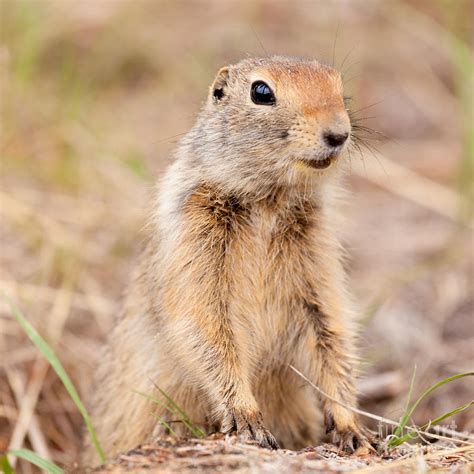 Cute Arctic Ground Squirrel Urocitellus Parryii Photograph By Stephan