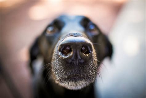 What Are Dogs Sniffing For