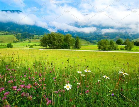 Alpine Meadow Flowers Stock Photo Containing Alpine And Alps Nature