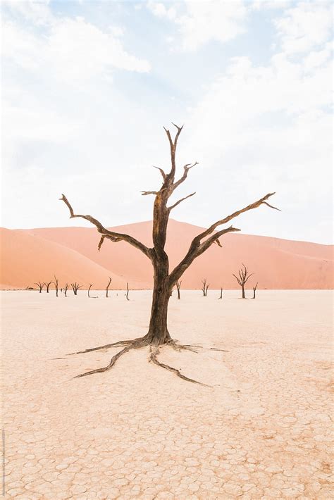 Dry Lonely Tree On The Desert On Iconic Deadvlei Sossusvlei Namibia
