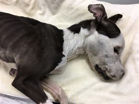 Humane Society Looking For Information About Starved Dog | windsoriteDOTca News - windsor ...