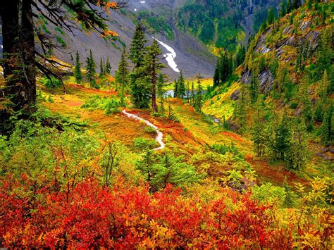 Trail In Autumn Mountain Forest Hd Wallpaper Background Image 2000x1500