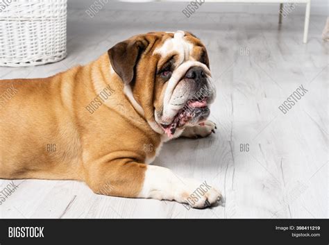 Dog Lying Down Mouth Image And Photo Free Trial Bigstock