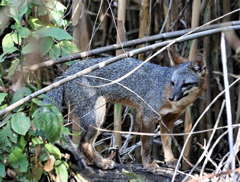 The Bays Adorable Gray Foxes Are Trapped In—and Dying By Casey O