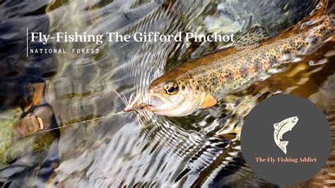 Fly Fishing The Ford Pinchot National Forest Youtube