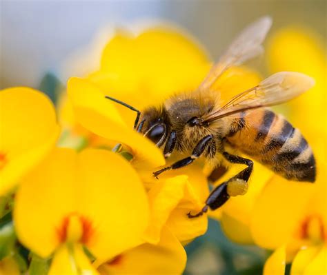 Honey Bee Nsw Bing Wallpaper Download
