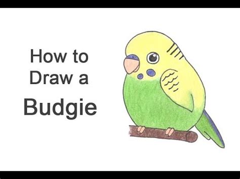 The most popular parakeet was first discovered (or, rather, described) in 1891, more than 100 years ago. How to draw a parakeet MISHKANET.COM