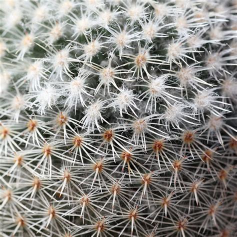 hairy cactus macro del colaborador de stocksy marcel stocksy