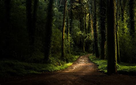 Path Into Dense Fir Tree Forest Hoodoo Wallpaper