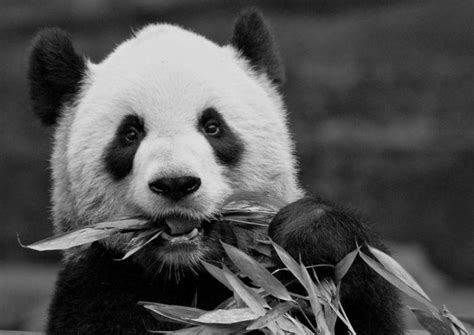 Pandas To Return To China As Canada Zoo Runs Short Of Bamboo During