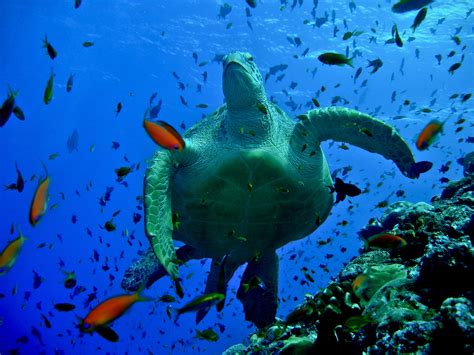 Green Turtle Sea Turtles Species Wwf Sea Turtle Species Green