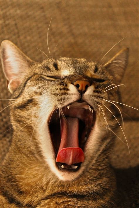 These Cats Will Make You Yawn Viral Cats Blog