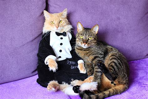 Tuxedo Cat Stock Photos Pictures And Royalty Free Images Istock