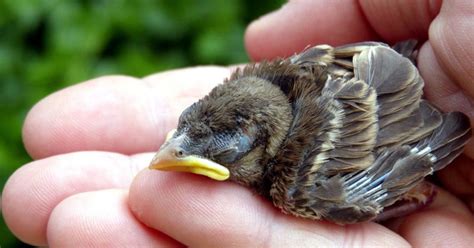 Experts Share What To Do If You Find A Baby Bird On The Ground