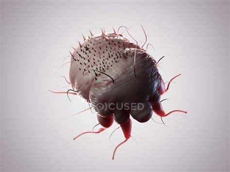 Scabies Mite Stock Photos Royalty Free Images Focused