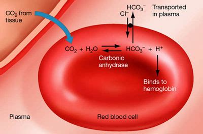 When hemoglobin binds oxygen, the resulting. 2D Labelled Diagram - RED BLOOD CELLS