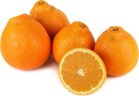 Minneola Tangelos Honeybell Oranges Citrus Honeybell