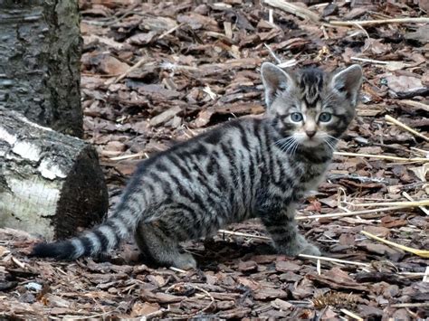 Four Rare Scottish Wildcat Kittens Born In Highland Park Shropshire Star