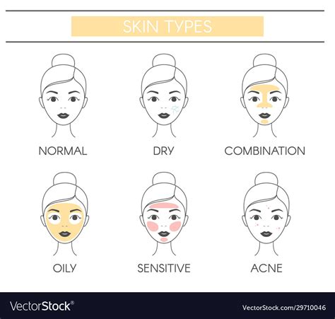 Basic Skin Types Normal Dry Combination Oily Vector Image