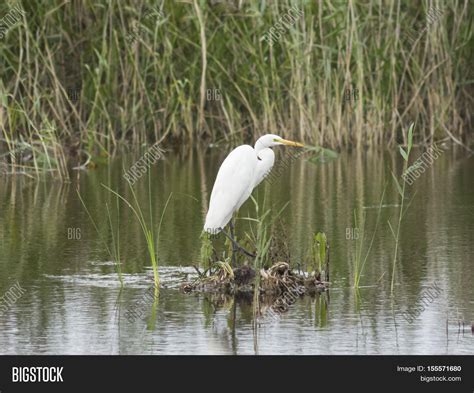 Great White Heron Image And Photo Free Trial Bigstock