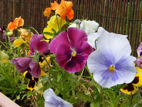 Welche Blumen im März pflanzen? | Gartentipps