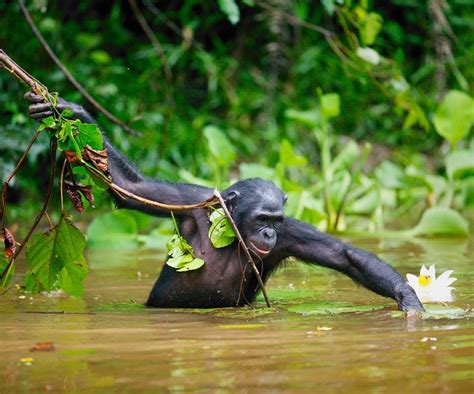 Congo Congo Chimpanzee Bonobos