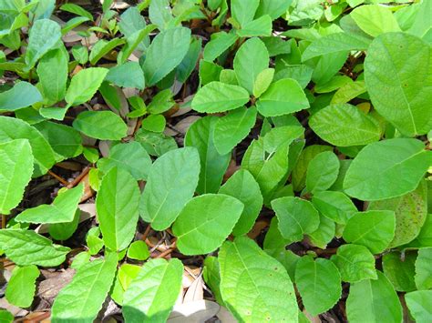 Sandy Leaf Fig Ivy Ground Cover Shade Ground Cover Plants Cool Plants