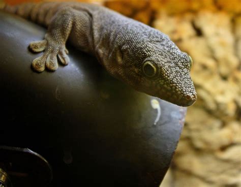 Free Images Nature Wildlife Fauna Lizard Gecko Close Up Animals