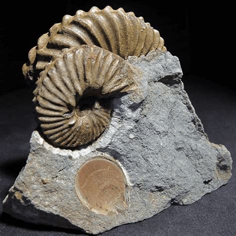 Specialising In Genuine Quality Fossils