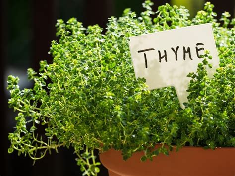 Guide To Growing Thyme Herbs Indoors And In Your Home