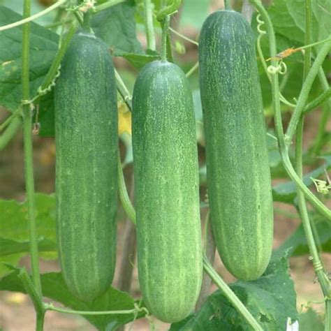 Organic Thai Cucumber แตงกวา
