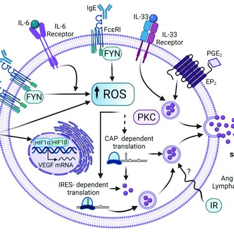 Signaling Pathways Leading To Vegf Synthesis And Secretion In Mcs