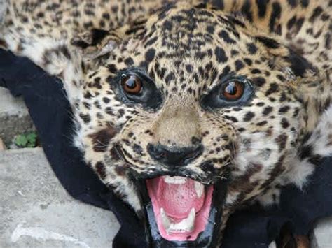 Four Leopards A Week Enter Indias Illegal Wildlife Trade Outdoorhub