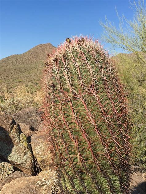 Barrel Cactus Stock Image Image Of Hiking Arizona National 70910279