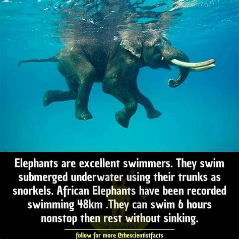 Pin By Zeisha On Ideas Knowledge And Interesting Facts Elephant Facts