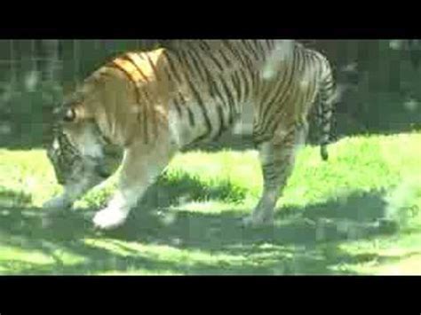 Un animal salvaje es un animal que no ha sido domesticado y cocodrilos, anacondas, tigres ,panteras, leones, osos, leopardos, rinocerontes, hipopótamos. Tigre gracioso en el parque | Animales Salvajes
