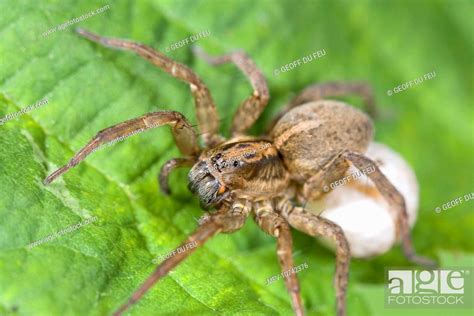 Wolf Spider With Egg Sac Stock Photo Picture And Rights Managed Image